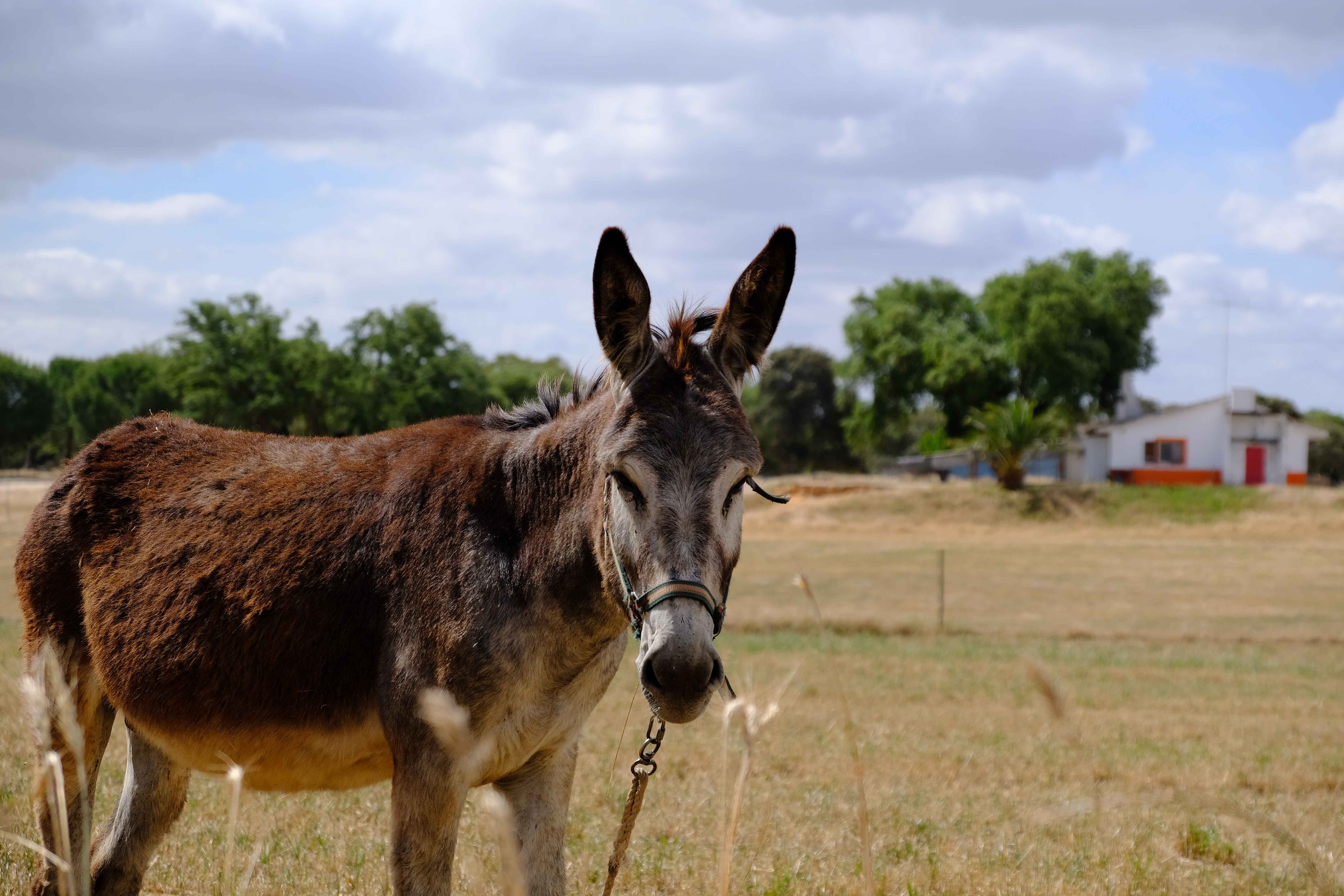 Donkey Farm Tour